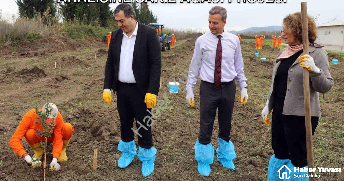 "Dalaman'da Toprakla Buluşan Umut: Cezaevi Arazisine Sakız Ağacı Projesi" başlıklı haber için fotore