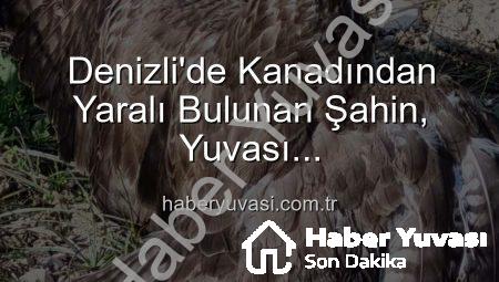 Denizli’de Kanadından Yaralı Bulunan Şahin, Yuvası haberyuvasi.com.tr’den Güvenli Ellere Ulaştı
