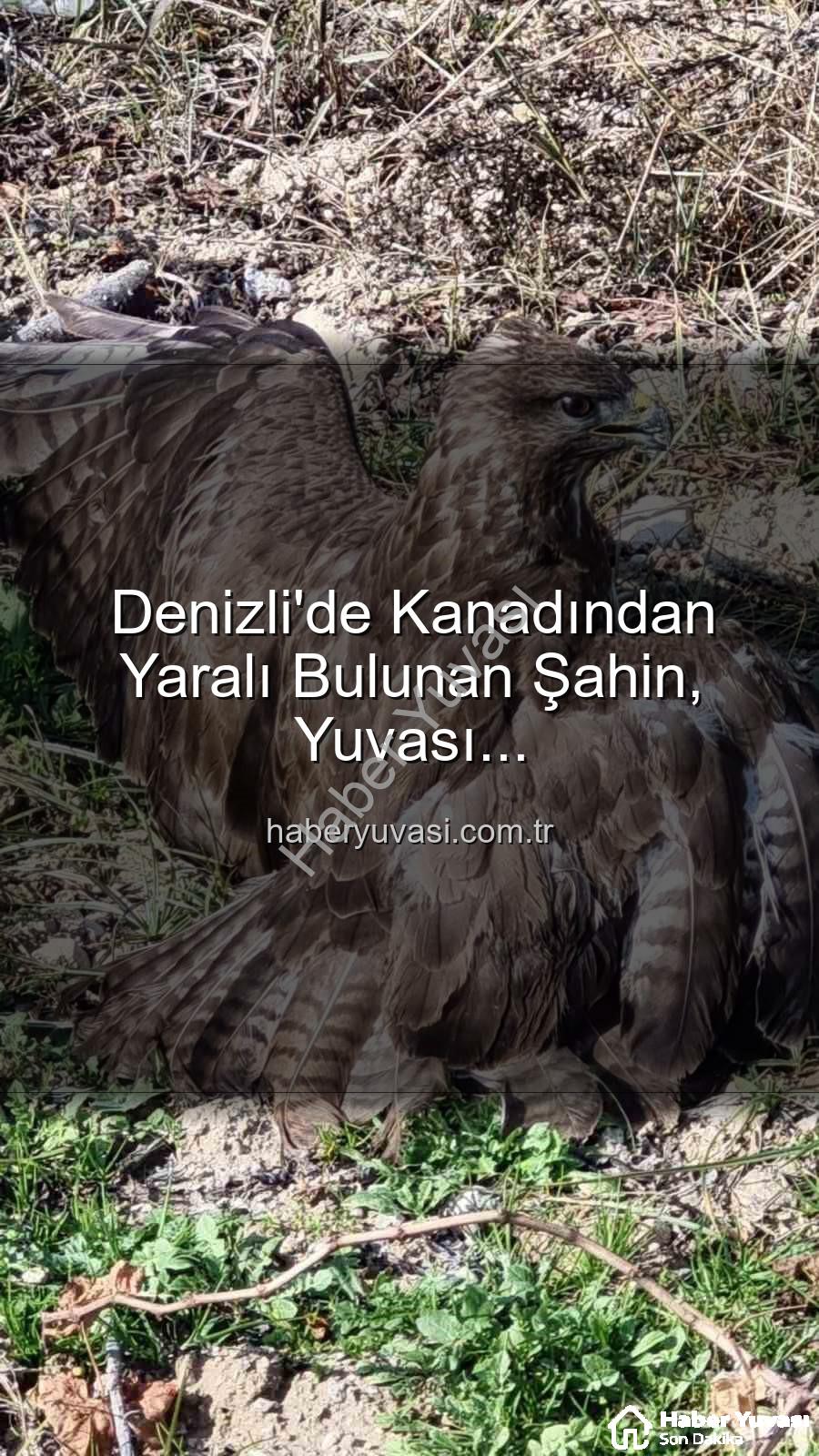 yaralı şahin - Denizli'de Kanadından Yaralı Bulunan Şahin, Yuvası haberyuvasi.com.tr'den Güvenli Ellere Ulaştı