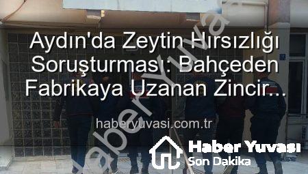 Aydın’da Zeytin Hırsızlığı Soruşturması: Bahçeden Fabrikaya Uzanan Zincir Kırıldı, 2 Şüpheli Yakalandı