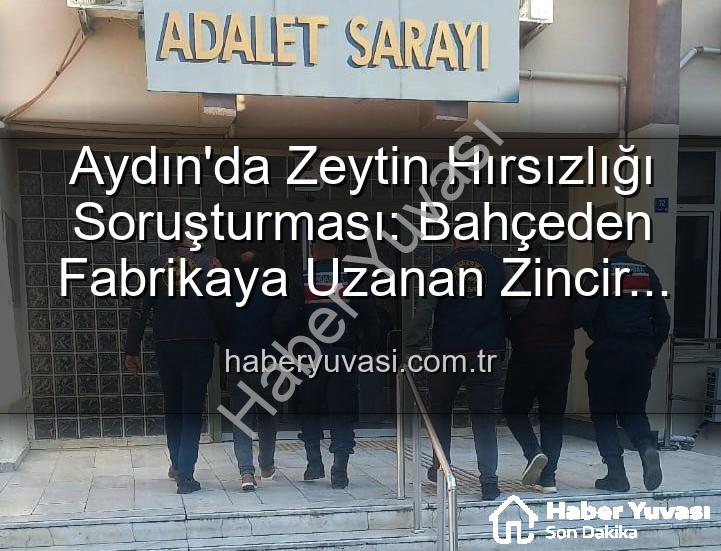 zeytin hırsızlığı - Aydın'da Zeytin Hırsızlığı Soruşturması: Bahçeden Fabrikaya Uzanan Zincir Kırıldı, 2 Şüpheli Yakalandı