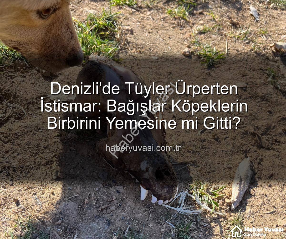 Denizli'de Tüyler Ürperten İstismar: Bağışlar Köpeklerin Birbirini Yemesine mi Gitti?