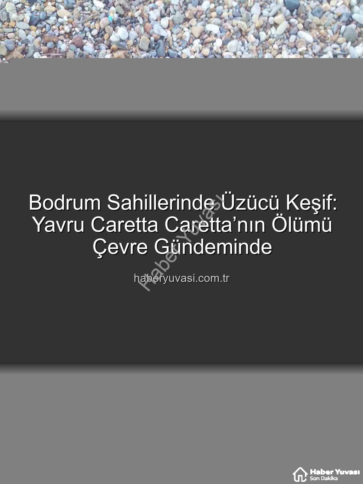 caretta caretta - Bodrum Sahillerinde Üzücü Keşif: Yavru Caretta Caretta’nın Ölümü Çevre Gündeminde
