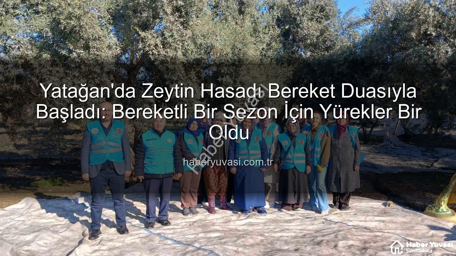Yatağan zeytin hasadı - Yatağan'da Zeytin Hasadı Bereket Duasıyla Başladı: Bereketli Bir Sezon İçin Yürekler Bir Oldu