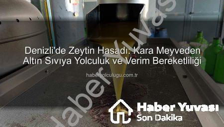 Denizli’de Zeytin Hasadı: Kara Meyve Altın Sıvıya Dönüşüyor, Verim Yüz Güldürüyor