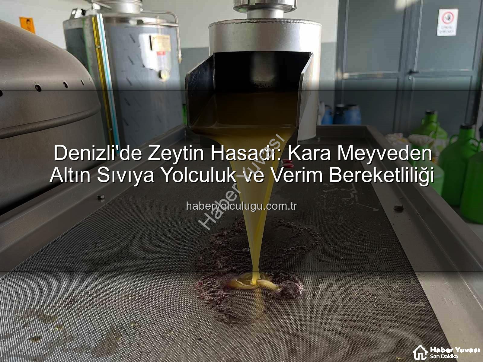 zeytin hasadı - Denizli'de Zeytin Hasadı: Kara Meyve Altın Sıvıya Dönüşüyor, Verim Yüz Güldürüyor