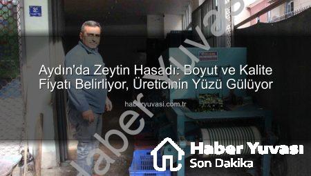 Aydın’da Zeytin Hasadı: Boyut ve Kalite Fiyatı Belirliyor, Üreticinin Yüzü Gülüyor