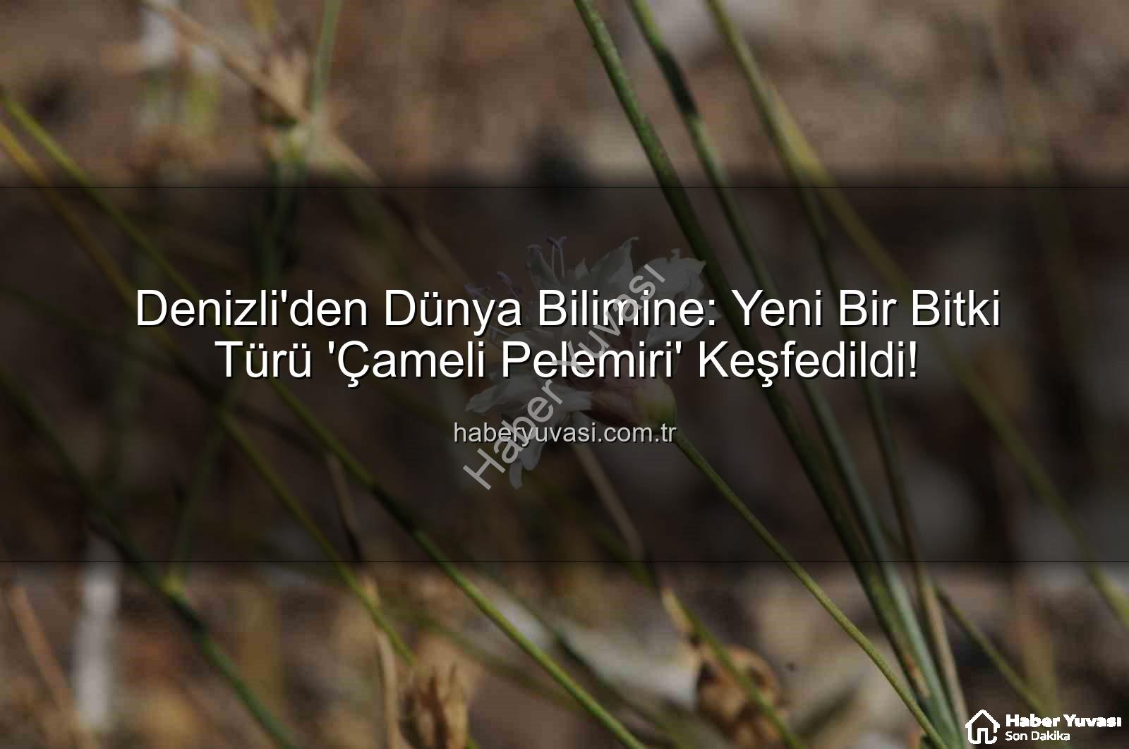 Çameli pelemiri - Denizli'den Dünya Bilimine: Yeni Bir Bitki Türü 'Çameli Pelemiri' Keşfedildi!