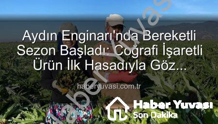 Aydın Enginarı’nda Bereketli Sezon Başladı: Coğrafi İşaretli Ürün İlk Hasadıyla Göz Doldurdu