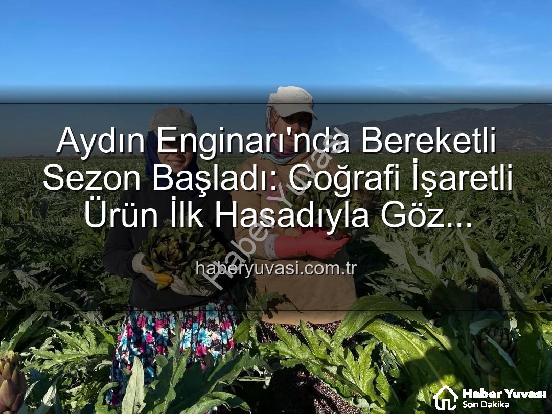 Aydın Enginarı - Aydın Enginarı'nda Bereketli Sezon Başladı: Coğrafi İşaretli Ürün İlk Hasadıyla Göz Doldurdu