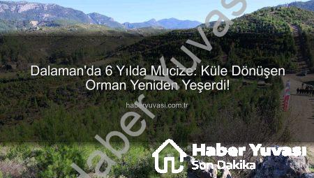 Dalaman’da 6 Yılda Mucize: Küle Dönüşen Orman Yeniden Yeşerdi!