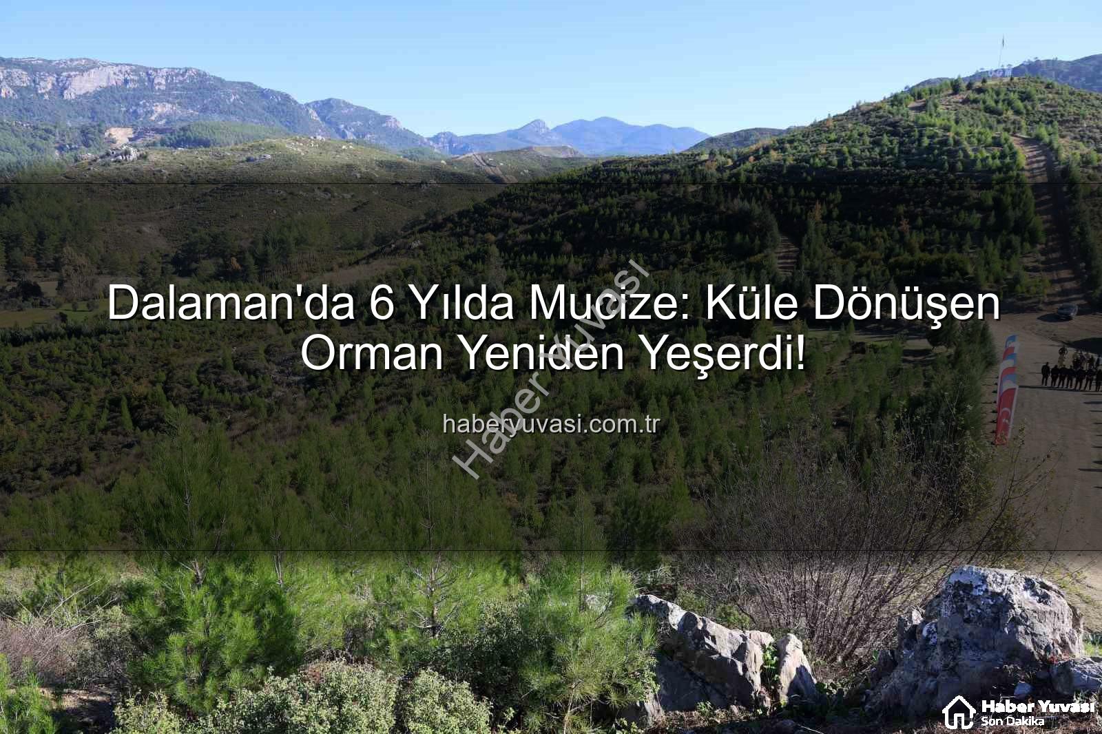 dalaman ormanı - Dalaman'da 6 Yılda Mucize: Küle Dönüşen Orman Yeniden Yeşerdi!