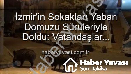 İzmir’in Sokakları Yaban Domuzu Sürüleriyle Doldu: Vatandaşlar Tedirgin, Yetkililere Çağrı Var