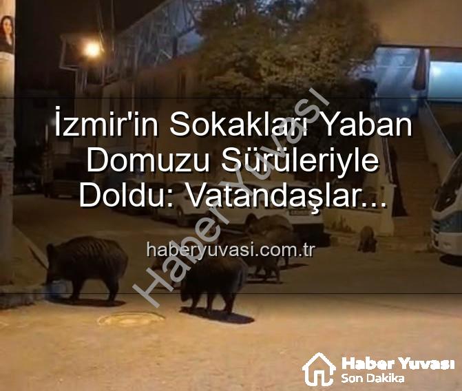 yaban domuzu - İzmir'in Sokakları Yaban Domuzu Sürüleriyle Doldu: Vatandaşlar Tedirgin, Yetkililere Çağrı Var